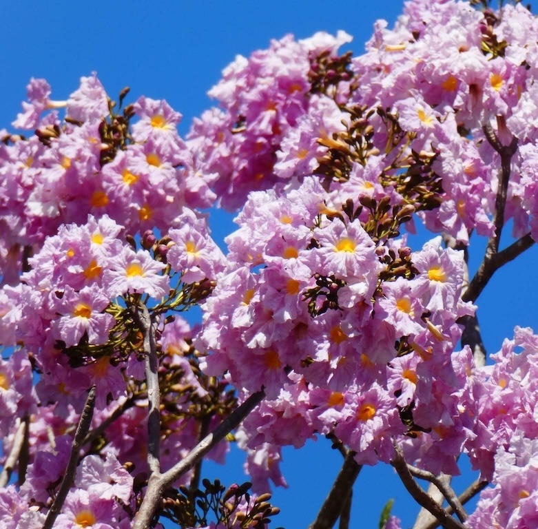Tabebuia Rosea Baumpatenschaft Costa Rica