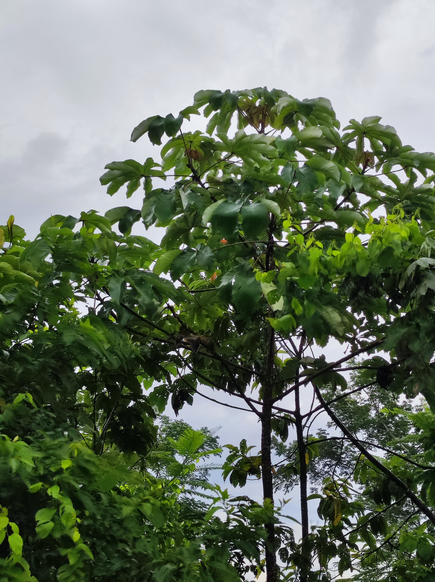 Ameisenbaum Costa Rica